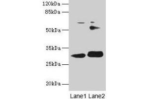 Western blot All lanes: ITM2A antibody at 0. (ITM2A 抗体  (AA 79-263))