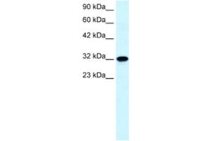 Western Blotting (WB) image for anti-Aquaporin 7 (AQP7) antibody (ABIN2460582) (Aquaporin 7 抗体)
