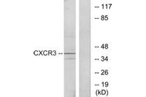 Western blot analysis of extracts from K562 cells, using CXCR3 Antibody. (CXCR3 抗体  (AA 161-210))