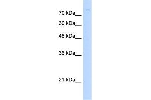 WB Suggested Anti-ZNF709 Antibody Titration:  1. (ZNF709 抗体  (N-Term))