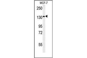Western blot analysis of Peroxin 1 / PEX1 Antibody (Center) in MCF-7 cell line lysates (35ug/lane). (PEX1 抗体  (Middle Region))