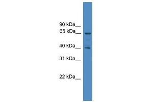 Western Blot showing UBL7 antibody used at a concentration of 1-2 ug/ml to detect its target protein. (UBL7 抗体  (N-Term))