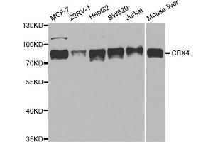 Western blot analysis of extracts of various cell lines, using CBX4 antibody. (CBX4 抗体)