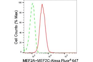 Flow cytometric analysis of MEF2A+MEF2C expression in H9c2 cells using MEF2A+MEF2C antibody (ABIN7799353), 1:2,000). (Recombinant MEF2A+MEF2C 抗体)