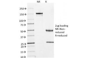 SDS-PAGE Analysis of Purified, BSA-Free Cyclin A2 Antibody (clone E67). (Cyclin A 抗体)
