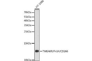Western blot analysis of extracts of HT-1080 cells, using TWEAKR/Fn14/CD266 antibody (ABIN6127590, ABIN6149315, ABIN6149316 and ABIN6216956) at 1:3000 dilution.
