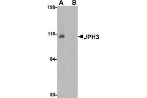 Western Blotting (WB) image for anti-Junctophilin 3 (JPH3) (Middle Region) antibody (ABIN1030970) (Junctophilin 3 抗体  (Middle Region))