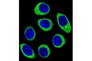 Confocal immunofluorescent analysis of PCDH1 Antibody (N-term) (ABIN655958 and ABIN2845344) with U-251MG cell followed by Alexa Fluor 488-conjugated goat anti-rabbit lgG (green). (Protocadherin 1 抗体  (N-Term))