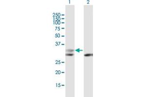 Western Blot analysis of PGP expression in transfected 293T cell line by PGP MaxPab polyclonal antibody. (PGP 抗体)
