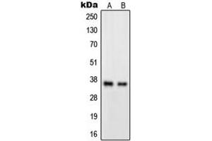 Western blot analysis of GPR82 expression in A549 (A), HeLa (B) whole cell lysates.