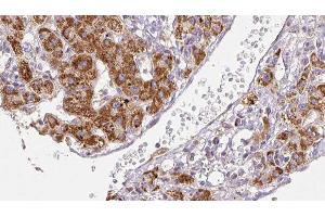 Immunohistochemistry (IHC) image for anti-Sodium Channel, Voltage-Gated, Type II, alpha Subunit (SCN2A) (Internal Region) antibody (ABIN6263502)