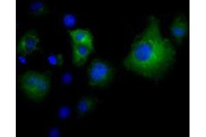 Immunofluorescence (IF) image for anti-Von Willebrand Factor A Domain Containing 5A (VWA5A) antibody (ABIN1501746) (VWA5A 抗体)