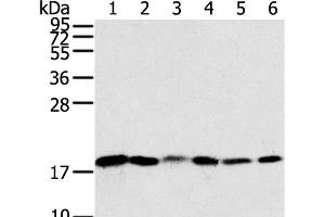 Western Blot analysis of Human colon sigmoideum cancer and colon cancer tissue, Mouse lung and Human normal colon tissue, lovo and hela cell using SNX3 Polyclonal Antibody at dilution of 1:250 (Sorting Nexin 3 抗体)