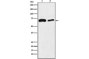 Western blot analysis of SLC27A4 / FATP4 expression in (1) HeLa cell lysate, (2) Mouse kidney lysate.
