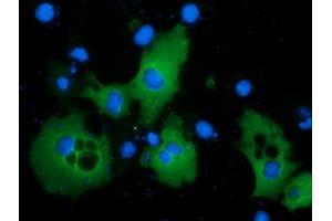 Anti-PIK3AP1 mouse monoclonal antibody (ABIN2453462) immunofluorescent staining of COS7 cells transiently transfected by pCMV6-ENTRY PIK3AP1 (RC214125). (PIK3AP1 抗体)