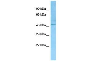 Western Blotting (WB) image for anti-LanC Lantibiotic Synthetase Component C-Like 1 (LANCL1) (N-Term) antibody (ABIN971025) (LANCL1 抗体  (N-Term))