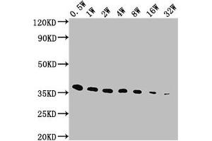 Western Blot Positive WB detected in: E-tagged fusion protein All lanes: E-Tag antibody at 1:5000, 1:10000, 1:20000, 1:40000, 1:80000, 1:160000, 1:320000 Secondary Goat polyclonal to Mouse IgG at 1/10000 dilution Predicted band size: 36 kDa Observed band size: 36 kDa (E Tag 抗体)