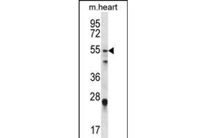 FOXO6 Antibody (Center) (ABIN1881351 and ABIN2845586) western blot analysis in mouse heart tissue lysates (35 μg/lane). (Foxo6 抗体  (AA 154-181))