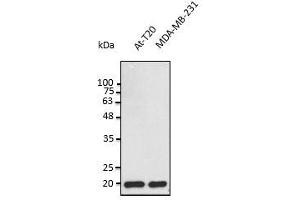 Anti-BAX Ab at 1:2,500 dilution, 50 µg of total protein per Iane, rabbit polyclonal to goat lgG (HRP) at 1/10,000 dilution, (BAX 抗体  (N-Term))