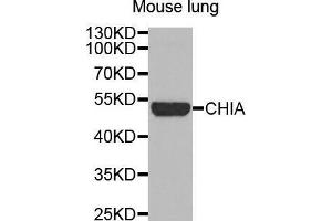Western Blotting (WB) image for anti-Chitinase, Acidic (CHIA) (AA 1-368) antibody (ABIN1679217) (CHIA 抗体  (AA 1-368))