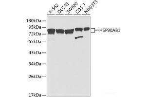 Western blot analysis of extracts of various cell lines using HSP90AB1 Polyclonal Antibody at dilution of 1:1000. (HSP90AB1 抗体)