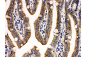 IHC testing of FFPE mouse intestine with CDCP1 antibody. (CDCP1 抗体)