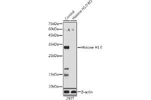 Western blot analysis of extracts of 293T cells, using Histone H1. (Histone H1 抗体  (AA 1-105))