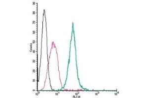 Cell surface detection of Neuropilin-1 by direct flow cytometry in live intact mouse J774 macrophage cells: (black line) Cells. (Neuropilin 1 抗体  (Extracellular) (FITC))