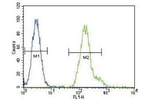 CEBPA antibody flow cytometric analysis of HeLa cells (green) compared to a negative control (blue). (CEBPA 抗体  (AA 304-330))