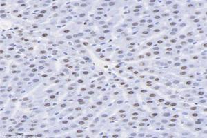 Immunohistochemistry analysis of paraffin-embedded rat liver using,SET (ABIN7075583) at dilution of 1: 10000 (SET/TAF-I 抗体)
