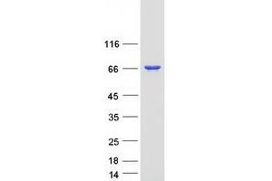 Western Blotting (WB) image for Protein-tyrosine Phosphatase 1C (PTPN6) (Transcript Variant 2) protein (Myc-DYKDDDDK Tag) (ABIN2730118)