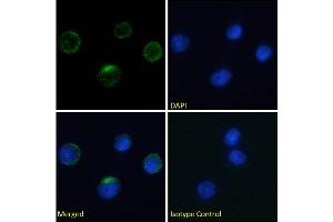 Immunofluorescence staining of fixed human peripheral blood monocytes (PBMs) with anti-Integrin beta-7 antibody FIB27. (Recombinant Integrin beta 7 抗体)