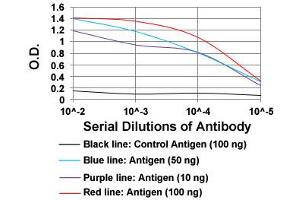 ELISA analysis of KHDRBS2 monoclonal antibody, clone 7G8C10  at 1:10000 dilution. (KHDRBS2 抗体  (AA 160-349))
