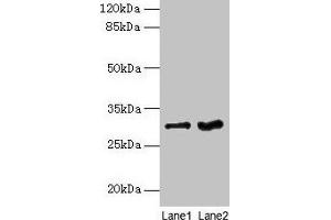 Western blot All lanes: FGFR1OP2 antibody at 6 μg/mL Lane 1: Mouse gonadal tissue Lane 2: Human placenta tissue Secondary Goat polyclonal to rabbit IgG at 1/10000 dilution Predicted band size: 30, 25, 21 kDa Observed band size: 30 kDa (FGFR1OP2 抗体  (AA 1-172))