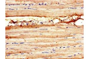 Immunohistochemistry of paraffin-embedded human skeletal muscle tissue using ABIN7160017 at dilution of 1:100 (MAP3K11 抗体  (AA 536-693))