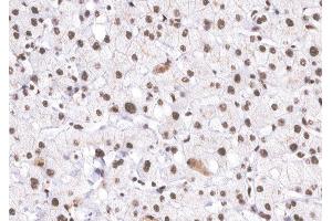 ABIN6266524 at 1/200 staining human Liver tissue sections by IHC-P. (Cyclin E1 抗体  (C-Term))
