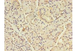 Immunohistochemistry of paraffin-embedded human pancreatic tissue using ABIN7144122 at dilution of 1:100 (ANGPTL7 抗体  (AA 27-296))