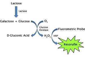 Biochemical Assay (BCA) image for Total Bile Acid Assay Kit (Fluorometric) (ABIN5067551)