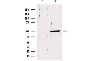Western blot analysis of extracts from mouse brain, using ACOX1 antibody. (ACOX1 抗体  (Internal Region))