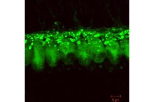 Immunostaining of cochlear inner hair cells from 3 weeks old rats. (DNAJC5 抗体  (C-Term))