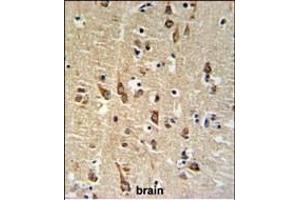 SGTB Antibody (N-term) (ABIN651267 and ABIN2840162) IHC analysis in formalin fixed and paraffin embedded human brain tissue followed by peroxidase conjugation of the secondary antibody and DAB staining. (SGTB 抗体  (N-Term))