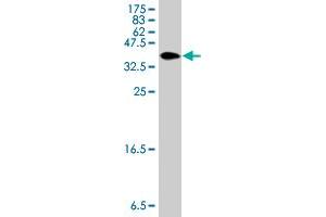 Western Blotting (WB) image for anti-Eukaryotic Translation Elongation Factor 1 delta (Guanine Nucleotide Exchange Protein) (EEF1D) (AA 1-91) antibody (ABIN560694)