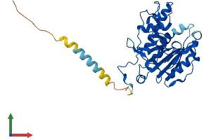 Protein Structure (PS) image for Histo-blood group A transferase (ABO) (AA 1-332) protein (His tag) (ABIN7563205)