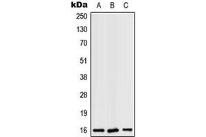 Western blot analysis of RPS19 expression in K562 (A), Raw264.