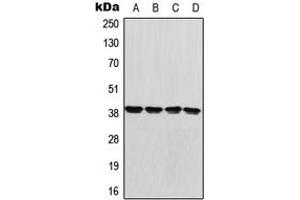 Western blot analysis of GDF1 expression in U87MG (A), HeLa (B), Raw264. (GDF1 抗体  (Center))