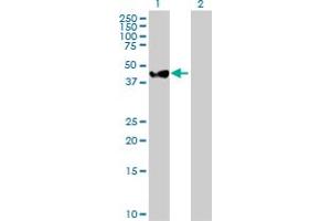 Western Blot analysis of MAP2K2 expression in transfected 293T cell line by MAP2K2 MaxPab polyclonal antibody. (MEK2 抗体  (AA 1-400))