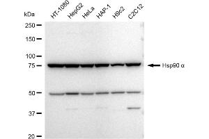 Western blotting analysis using Hsp90 α antibody (ABIN7798871).