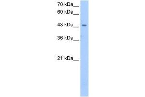 SSB antibody used at 2. (SSB 抗体)