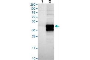 Western blot analysis of Lane 1: Negative control (vector only transfected HEK293T lysate), Lane 2: Over-expression Lysate (Co-expressed with a C-terminal myc-DDK tag (~3. (HARBI1 抗体)