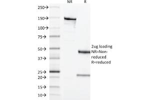 SDS-PAGE Analysis Purified CD68 Mouse Monoclonal Antibody (LAMP4/1830). (CD68 抗体  (AA 150-301))